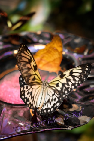  Butterflies Gather by Felicia Roth wtmk