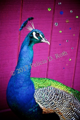 &#34;Peacock Cool&#34; by Felicia D. Roth wtmk rdcd