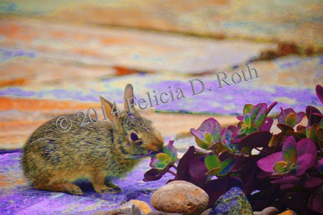 Baby Bunny Art Photography by Felicia Roth wtmk rdcd