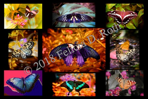 Beautiful Butterfly Collage by Felicia D. Roth wtmk rdcd