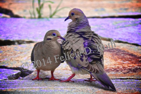 Lovey Doves Art Photography by Felicia Roth wtmk rdcd