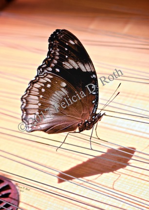 Musical Butterfly Photo by Felicia Roth wtmk rdcd