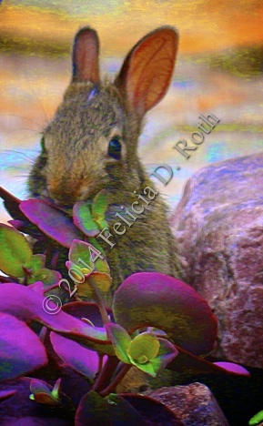 Nibbling Bunny by Felicia D. Roth extra rdcd