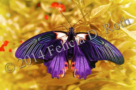 Purple Butterfly IMG_0879_v7.wkm