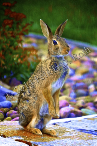 Stand Up Bunny IMG_1173_v6.wkm