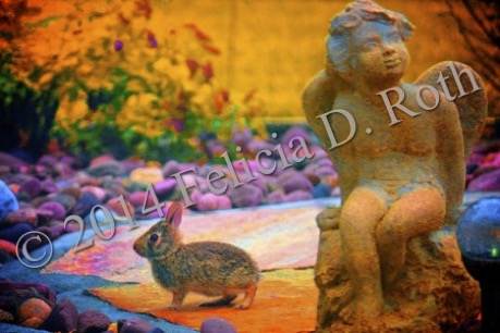 Angel Bunny IMG_0488_v8 wkm