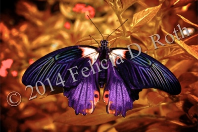 "Purple Butterfly Majesty" Art Photography Print by Felicia D. Roth
