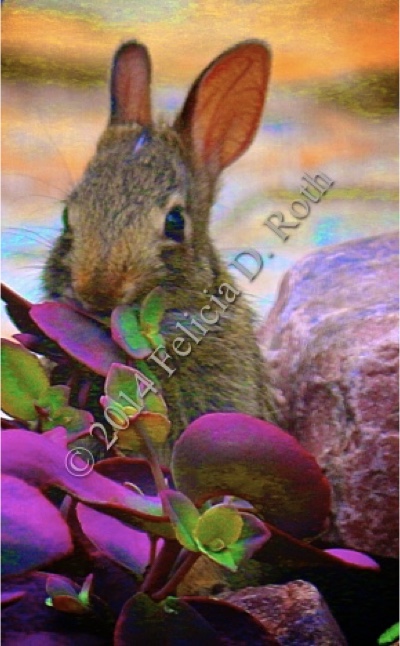 "Nibbling Bunny" Art Photography Print by Felicia D. Roth