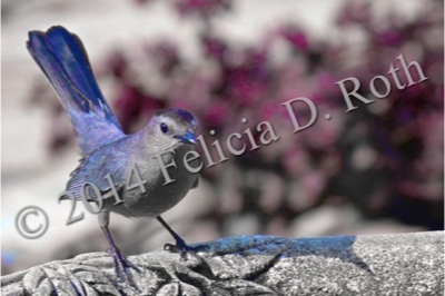 "Grey Catbird" Art Photography Print by Felicia D. Roth