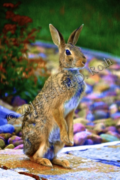 "Stand Up Bunny" Art Photography Print by Felicia D. Roth