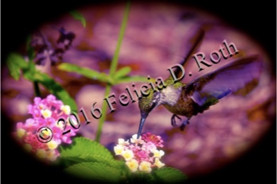 "Hummingbird's Delight" Art Photography Print by Felicia D. Roth 