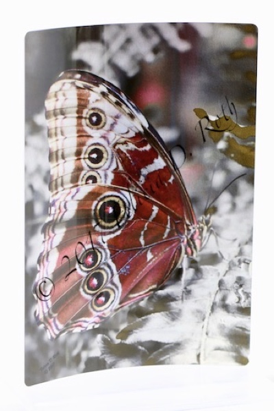 "Butterfly Beauty" Metal Art Photography Print by Felicia D. Roth