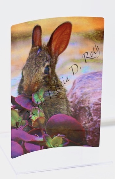 "Nibbling Bunny" Metal Art Photography Print by Felicia D. Roth
