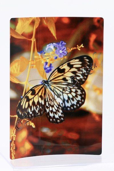 "Autumn Butterfly" Metal Art Photography Print by Felicia D. Roth