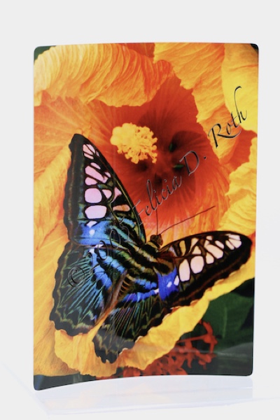 "Tropical Butterfly" Metal Art Photography Print by Felicia D. Roth