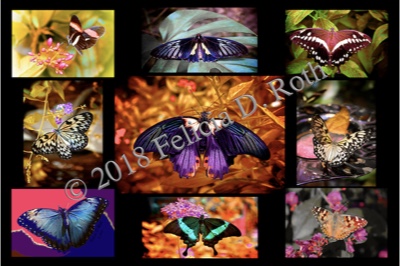 "Butterfly Collage" Art Photography Print by Felicia D. Roth