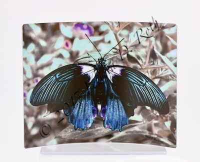 "Butterfly in Blue" Metal Art Photography print by Felicia D. Roth
