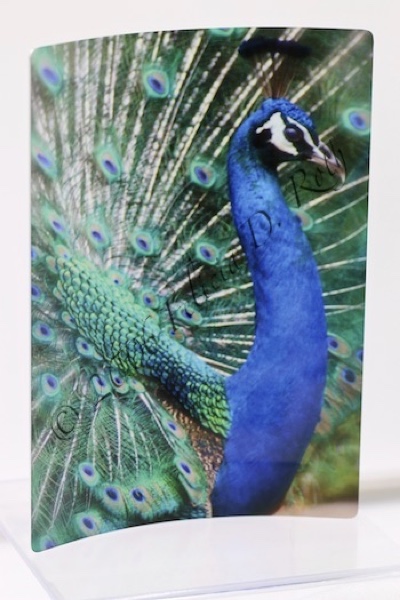 "Proud Peacock" Metal Art Photography Print by Felicia D. Roth