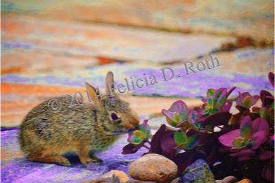 "Baby Bunny" Art Photography Print by Felicia Roth