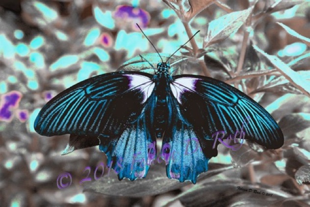 Butterfly In Blue by Felicia Roth wtmk
