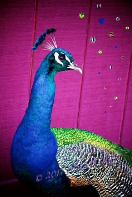 Peacock Cool by Felicia Roth wtmk