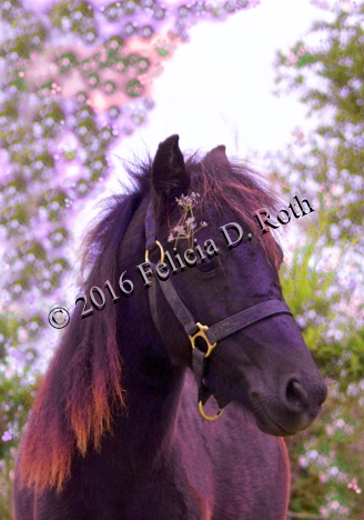 Pretty Pony Art Photography by Felicia Roth wtmk rdcd