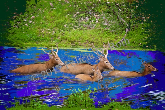 Swimming Elk in Abstract by Felicia D. Roth wtmk rdcd